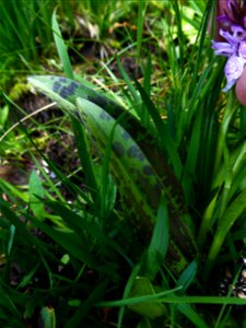 Dactylorhiza maculata (L.) Soó, 1962