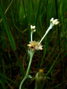 Laphangium luteoalbum (L.) Tzvelev, 1994