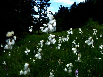 Eriophorum latifolium Hoppe, 1800