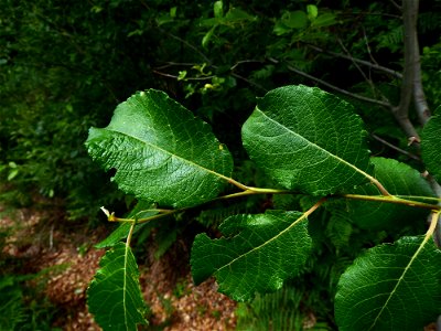 Salix caprea L., 1753