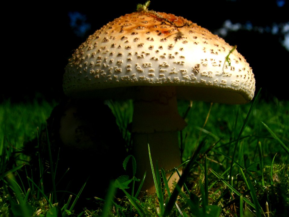 Fungus