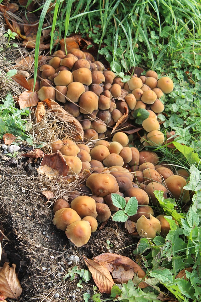 Fungi growing grasses