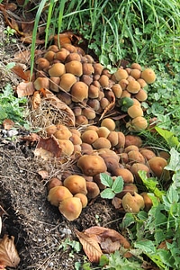 Fungi growing grasses photo