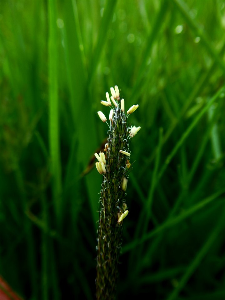 Alopecurus bulbosus Gouan, 1762