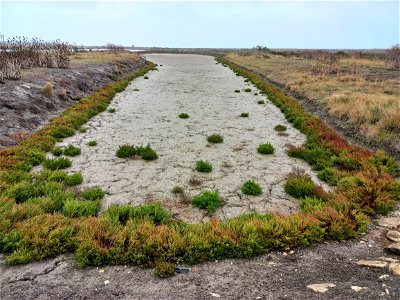 Marais salants, Ré