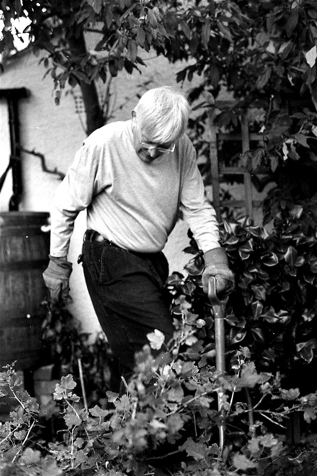 Dad in the Potato Patch photo