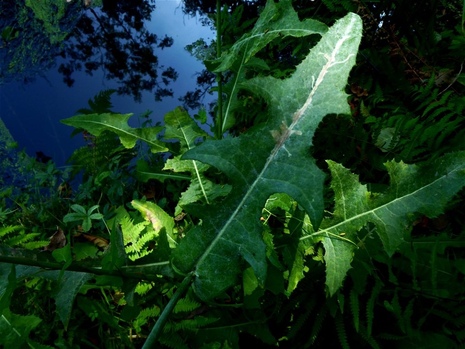 Sonchus arvensis L., 1753