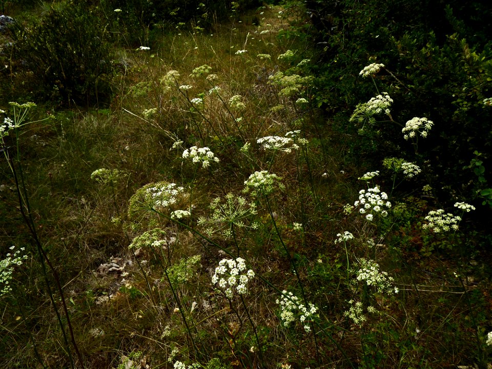 Oreoselinum nigrum Delarbre, 1800