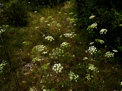 Oreoselinum nigrum Delarbre, 1800