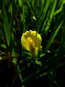 Cytisus lotoides Pourr., 1788