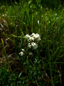 Galium boreale L., 1753