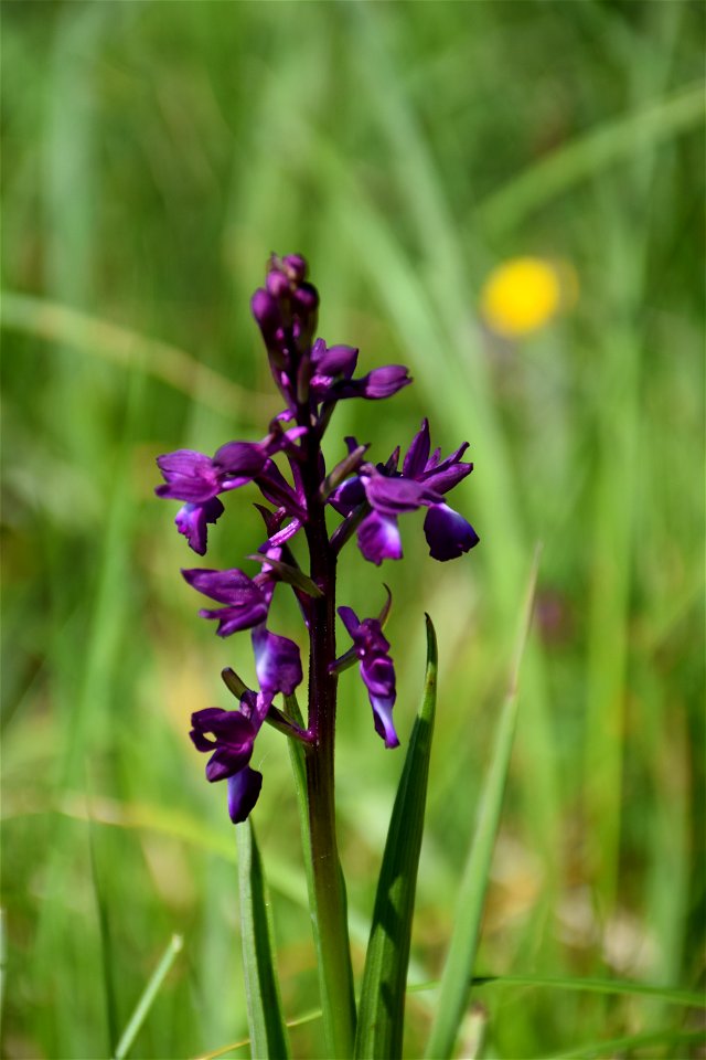 Anacamptis laxiflora (Lam.) R.M.Bateman, Pridgeon & M.W.Chase, 1997