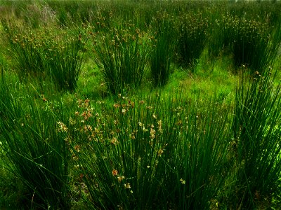 Juncus effusus L., 1753