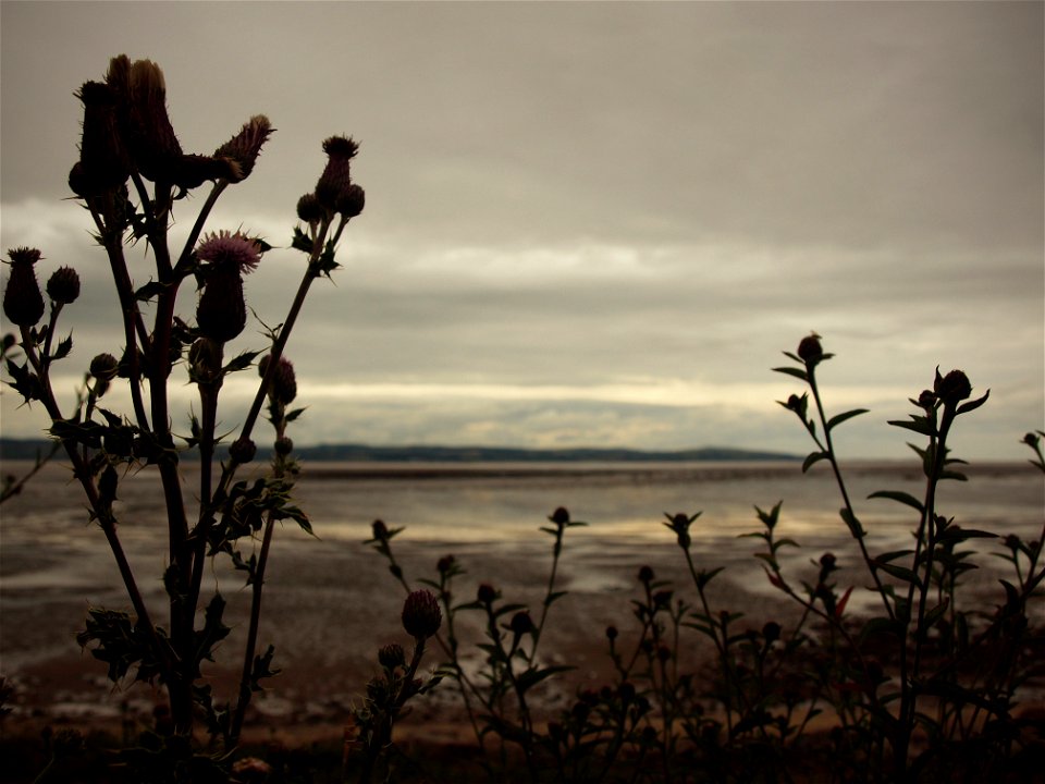 Thistle