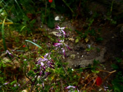 Fumaria cf. bastardii Boreau, 1847