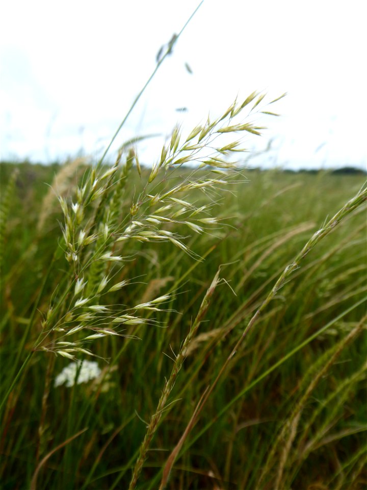 Trisetum flavescens (L.) P.Beauv., 1812