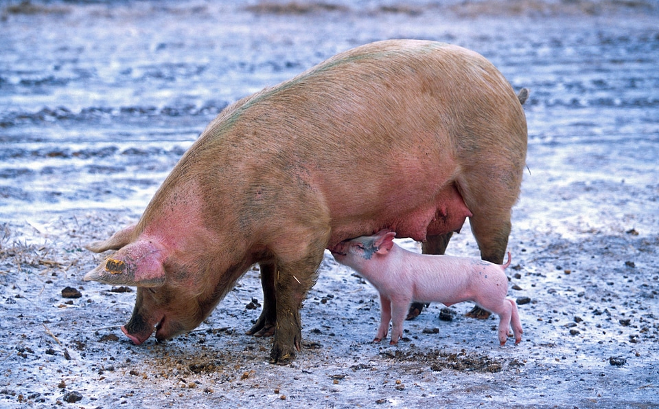 Nursing animals cute