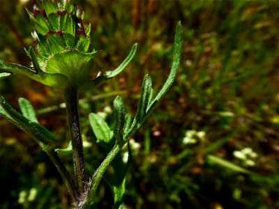 Prunella laciniata (L.) L., 1763