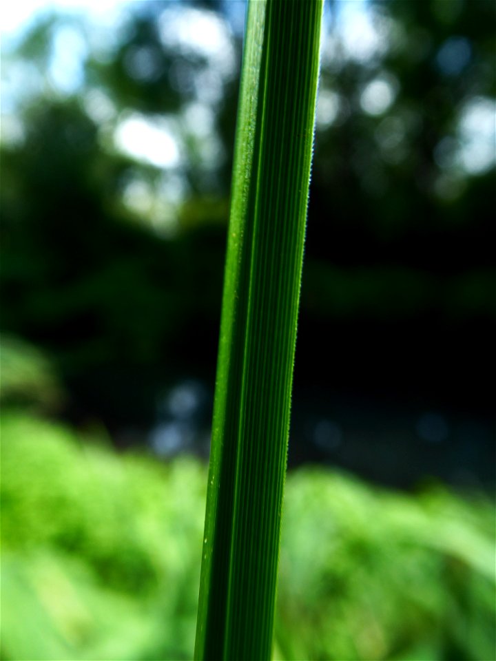 Carex paniculata L., 1755