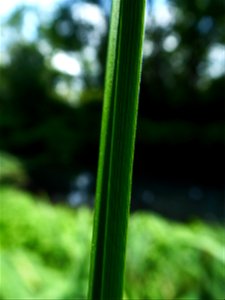 Carex paniculata L., 1755