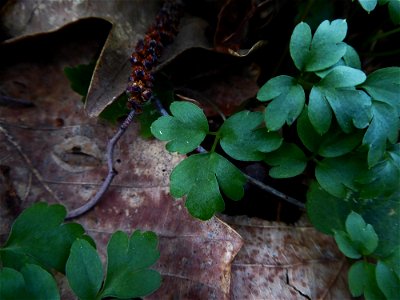 Adoxa moschatellina L., 1753