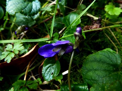 Viola hirta L., 1753