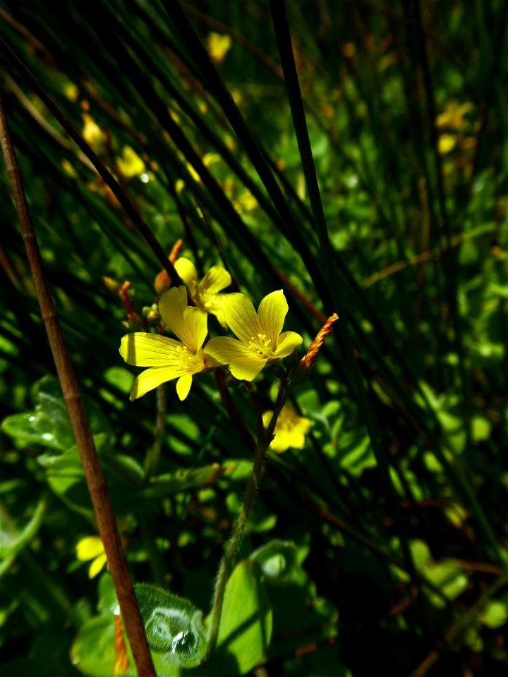 Hypericum elodes L., 1759