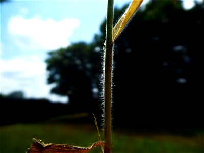 Bromus hordeaceus L., 1753