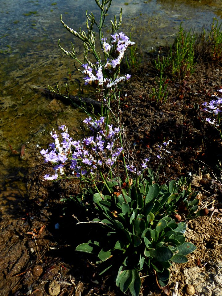 Limonium dodartii (Girard) Kuntze, 1891