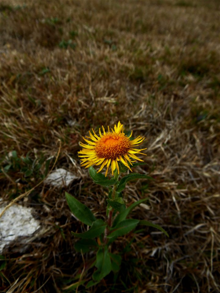 Inula britannica L., 1753