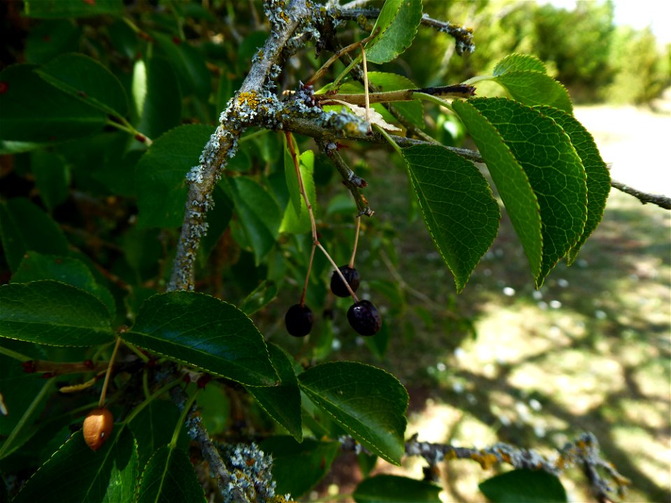 Prunus mahaleb L., 1753