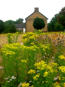 Flowers photo