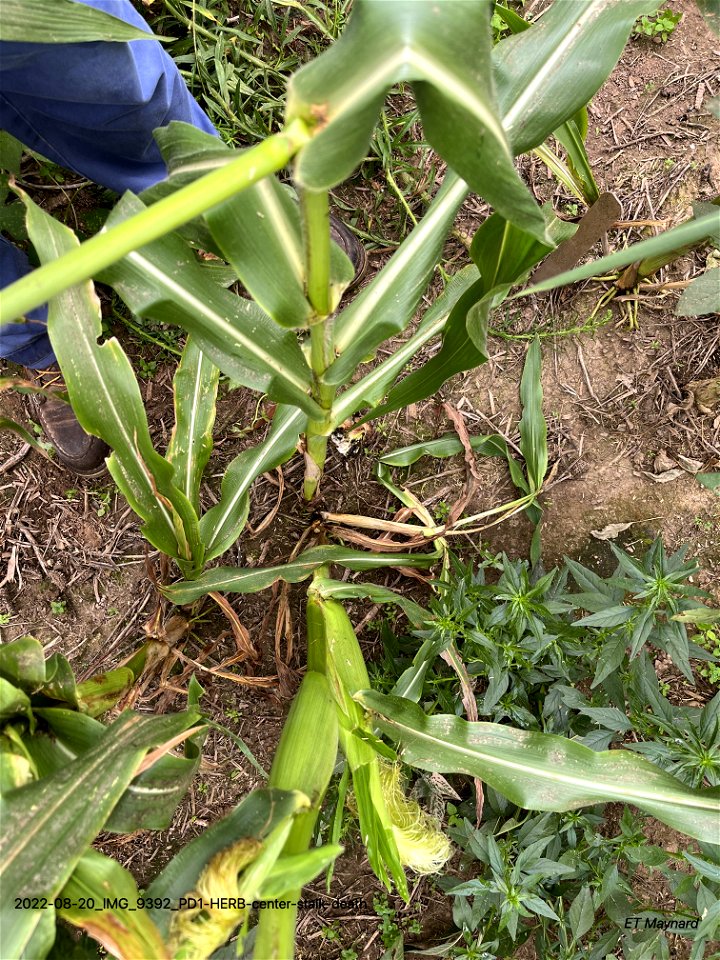 PD1-HERB-center-stalk-death