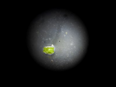 Callitriche brutia Petagna, 1787
