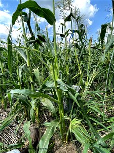 PD1-ROLL-corn-injury