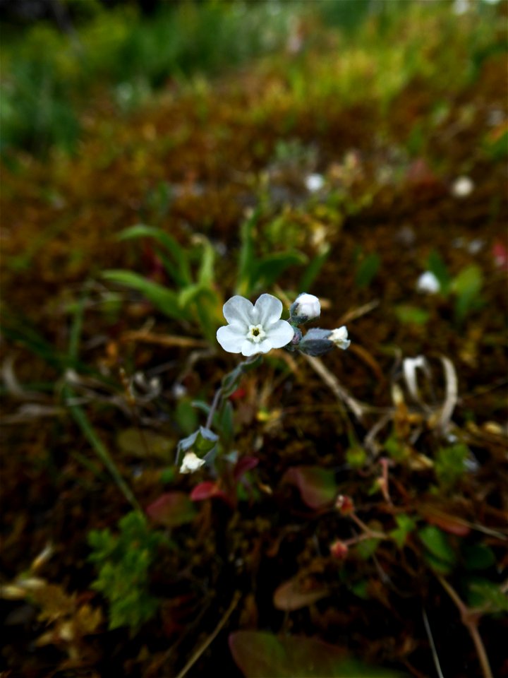 Omphalodes littoralis Lehm., 1818