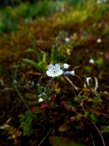 Omphalodes littoralis Lehm., 1818