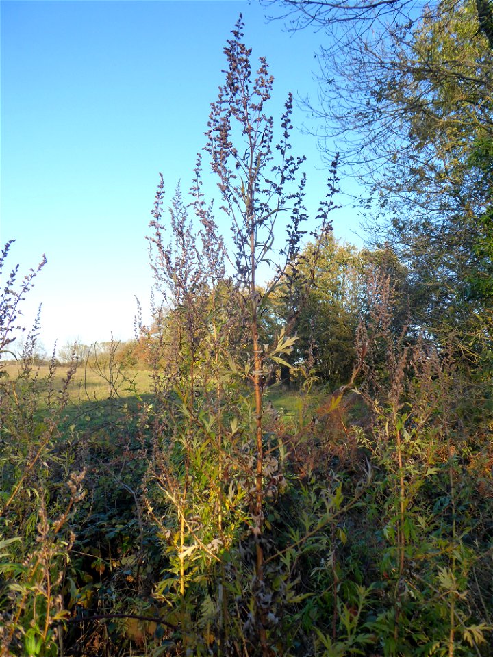Artemisia vulgaris L., 1753