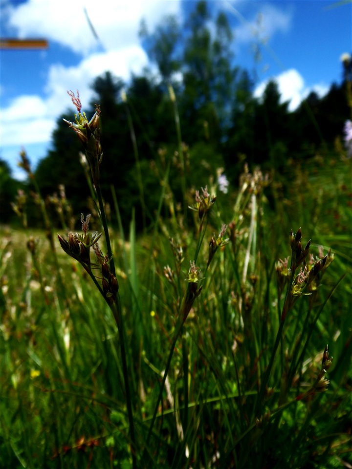 Juncus squarrosus L., 1753