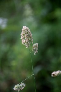 Dactylis glomerata L., 1753