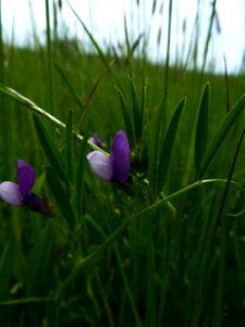 Vicia bithynica (L.) L., 1759