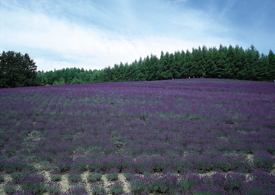 Sunset over a summer lavender field
