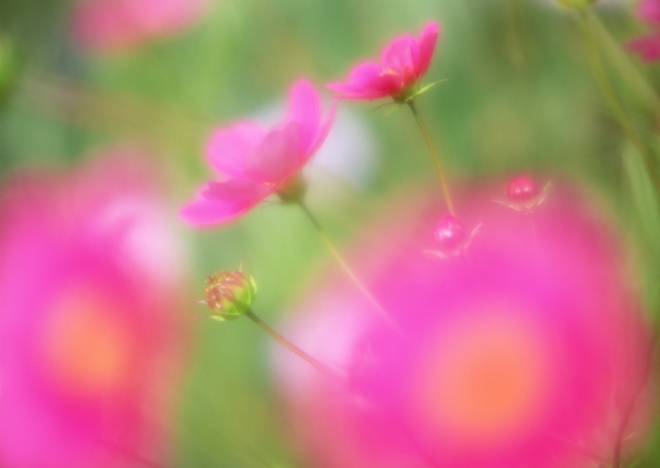 Cosmos flower (Cosmos Bipinnatus) with blurred background