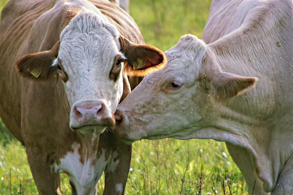 Portrait animals pasture