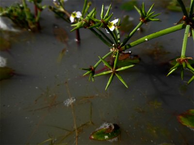 Damasonium alisma Mill., 1768