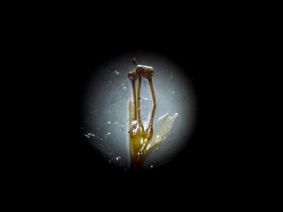 Althenia filiformis Petit, 1829
