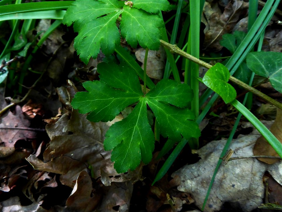 Sanicula europaea L., 1753
