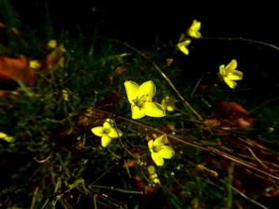 Diplotaxis tenuifolia (L.) DC., 1821 photo