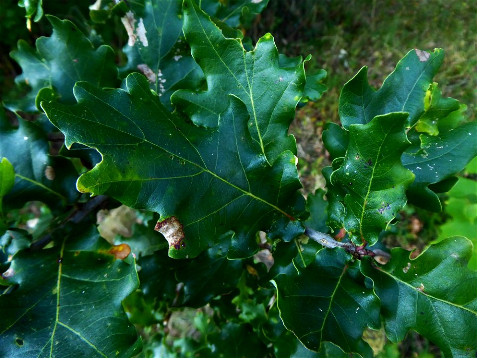 Quercus robur L., 1753