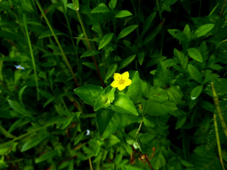 Lysimachia nemorum L., 1753